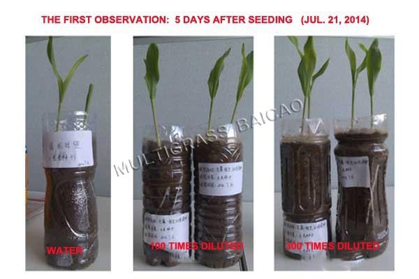 Seedling with Bailu 4, what the roots expect for!