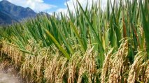 水稻高产技术方案