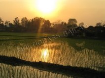 三浦百草产品在有机水稻上的应用