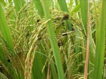 Baiclean- prevention of rice false smut