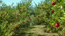 Applicating Baicao Products on Organic Fruit trees